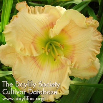 Daylily Miss Calculated